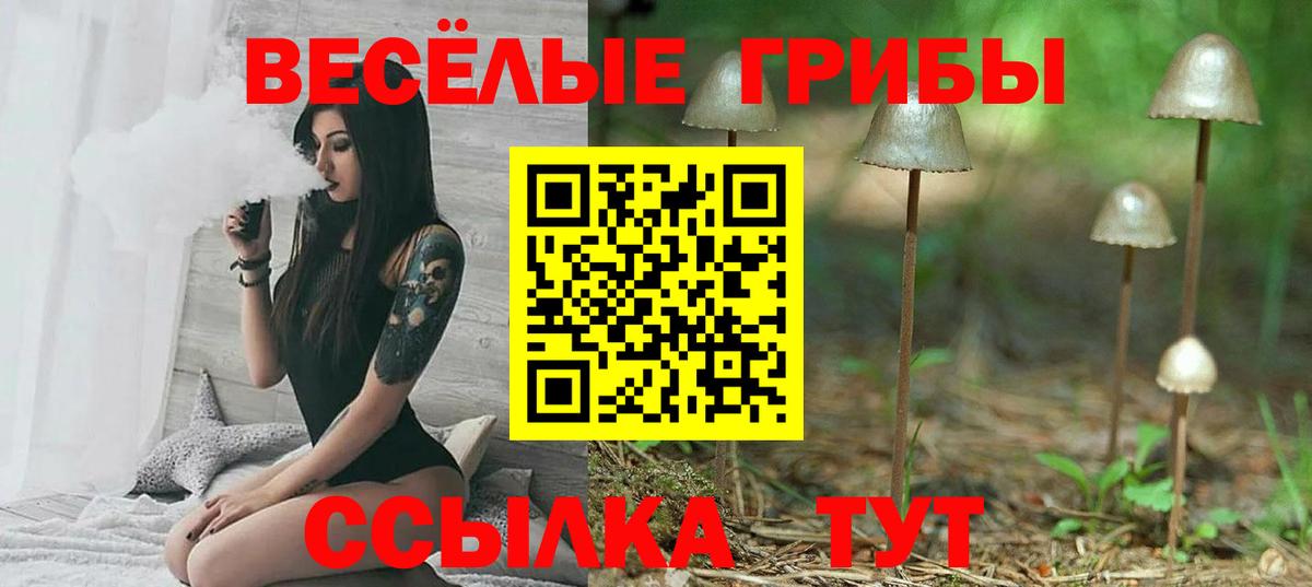 Галлюциногенные грибы Psilocybe Сокол